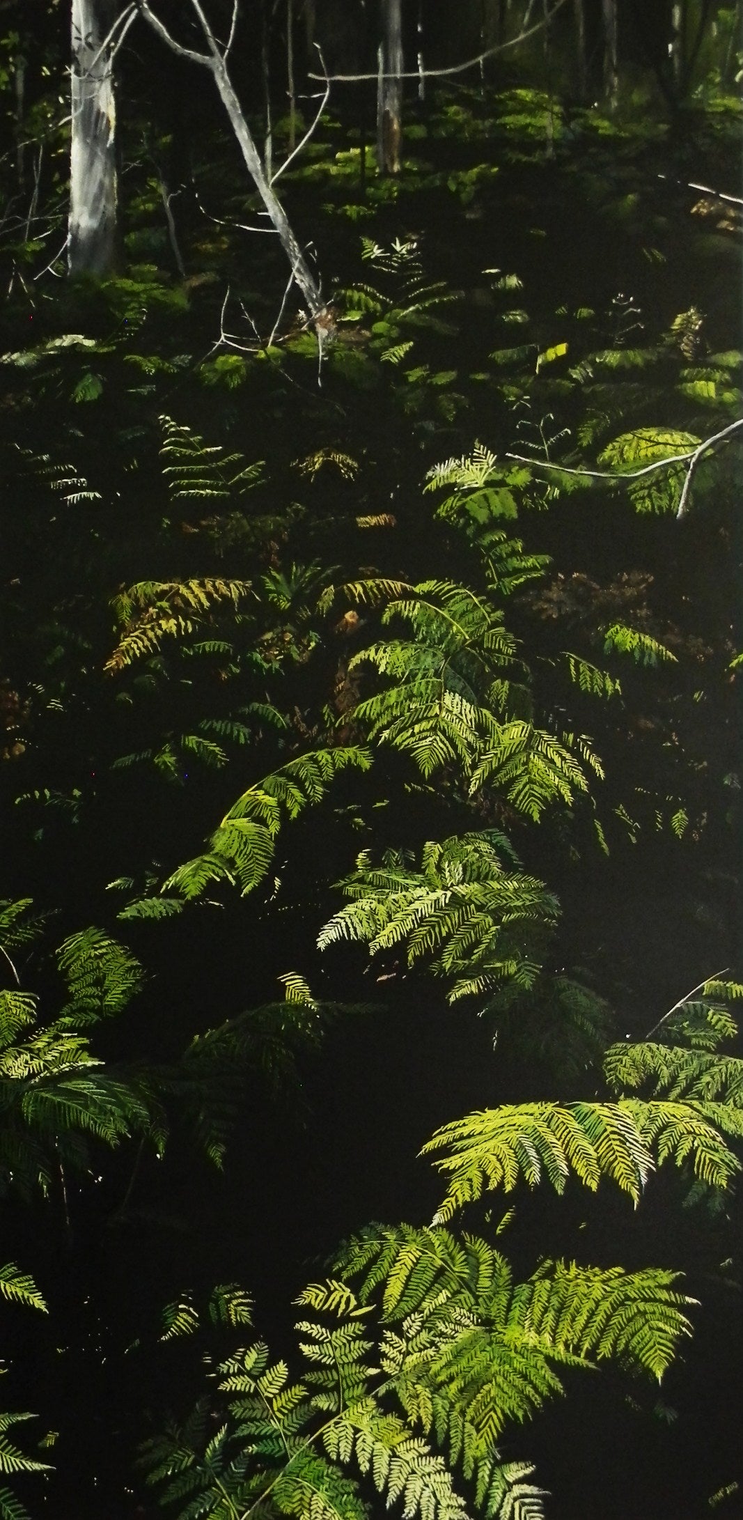 Gabi Mika-McNaughton - Ferns in the Shadows of Tibrogargan